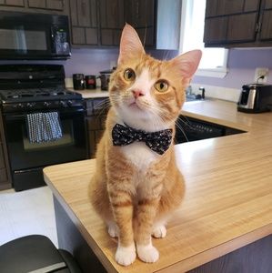 Meet your Posher, Shannon